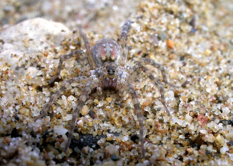 Arctosa sp.